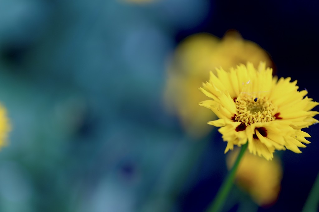 Yellow by phil_sandford