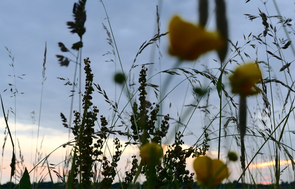 wild flowers in the evening by marijbar