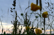 29th Jun 2020 - wild flowers in the evening
