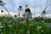 30th Jun 2020 - wild flowers in the evening