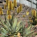 Aloe Southern Cross by corymbia