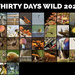 30 days wild 2020 by yorkshirekiwi