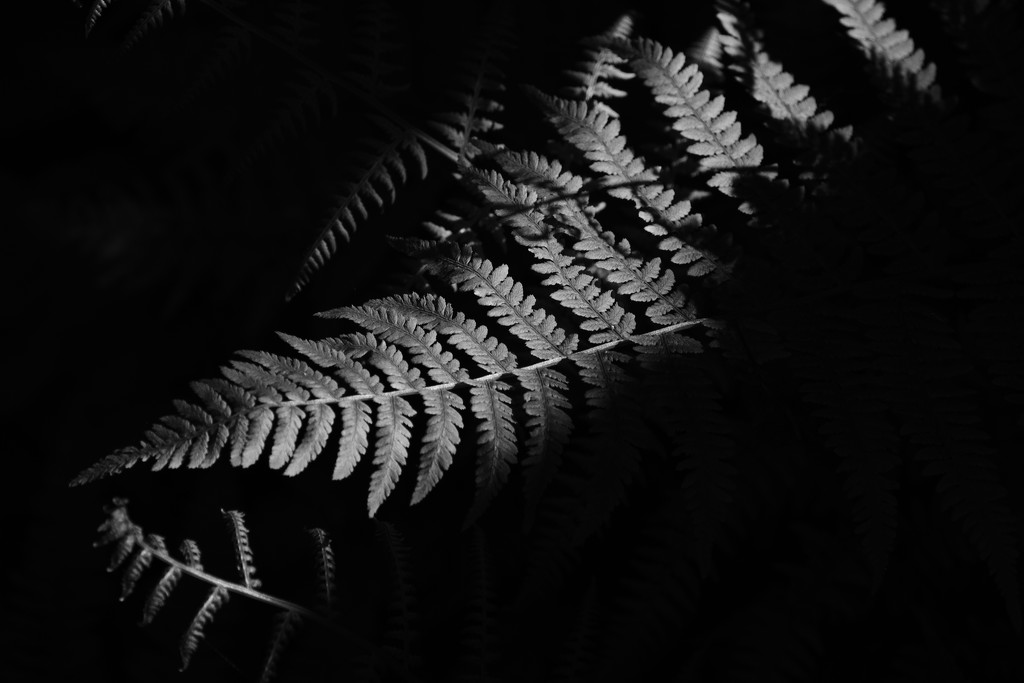 Fern by tosee