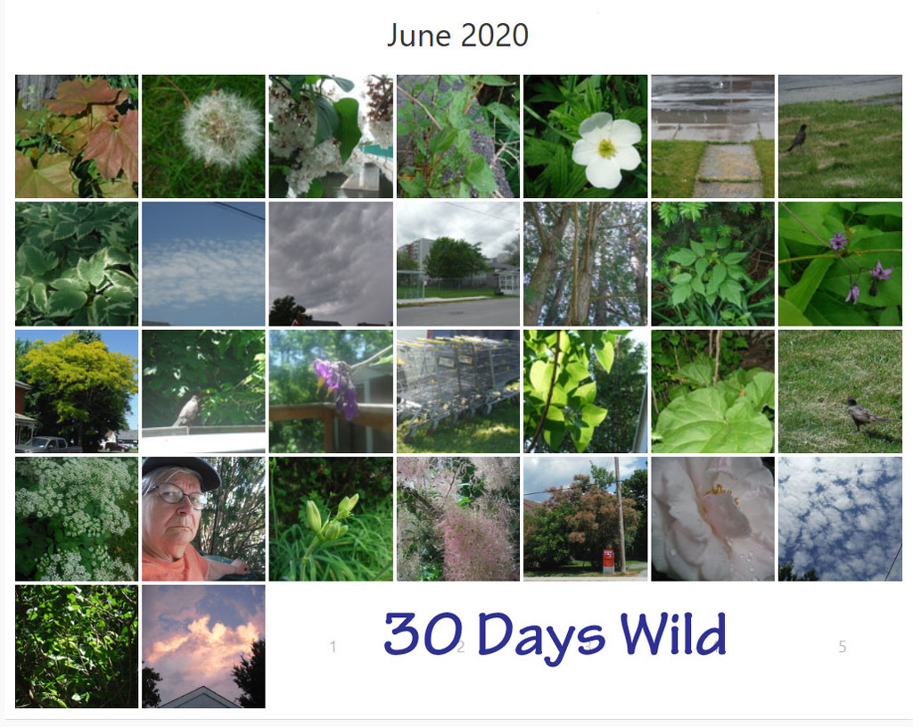 30 Days Wild by spanishliz