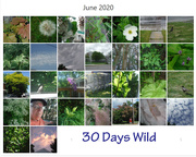 30th Jun 2020 - 30 Days Wild
