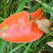 Red Leaf by sfeldphotos