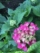 29th Jun 2020 - The Little Hydrangea that Could