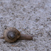 Snail by lstasel