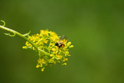 30th Jun 2020 - Honor the Pollinators