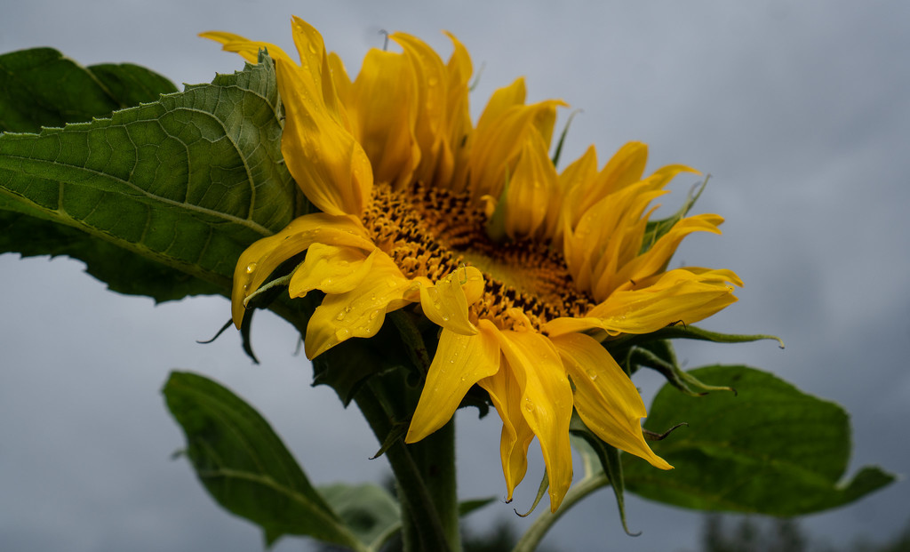 Sunflower after the rain by randystreat