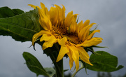 30th Jun 2020 - Sunflower after the rain