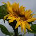 Sunflower after the rain by randystreat