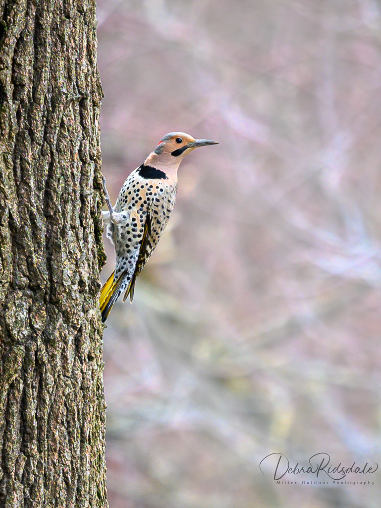 Northern Flicker  by dridsdale