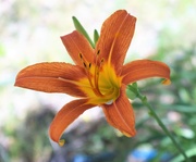 30th Jun 2020 - Day Lily