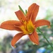 Day Lily by sandlily
