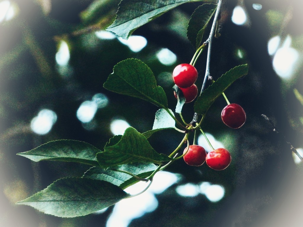 Cherries by amyk