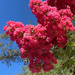 Tree Blossoms by joysfocus