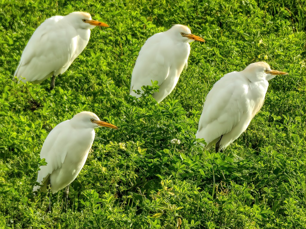 A field of Egrets by ludwigsdiana