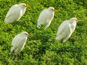 1st Jul 2020 - A field of Egrets