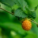 A Salmon Berry along the trail by theredcamera