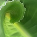 Green Wave by fbailey