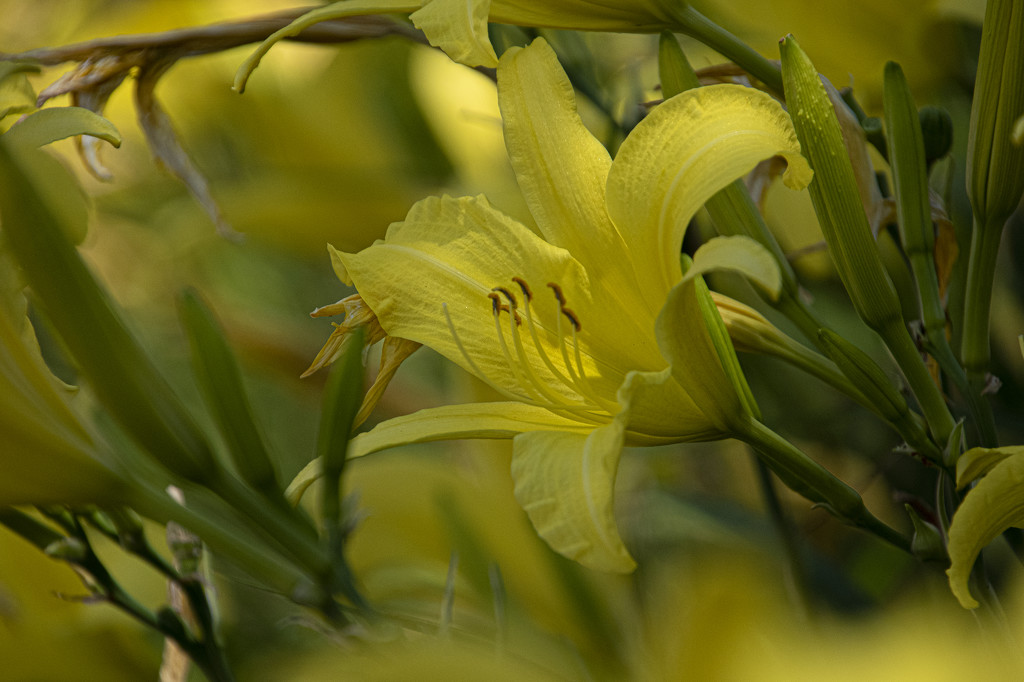 Yellow Lily by timerskine