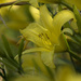 Yellow Lily by timerskine