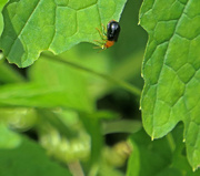 1st Jul 2020 - Another garden beetle