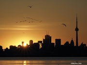 8th Jun 2020 - Cormorants Greeting the Dawn