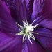 Clematis  by bruni