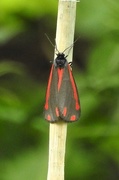 2nd Jun 2020 - Cinibar Moth
