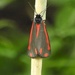 Cinibar Moth by oldjosh