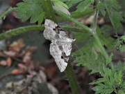 11th Jun 2020 - Garden Carpet Moth?