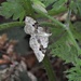 Garden Carpet Moth? by oldjosh