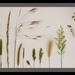 Grasses  by fbailey