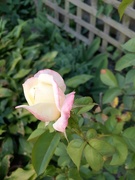 26th Jun 2020 - first rose of summer