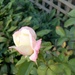 first rose of summer