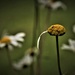 the saddest daisy by christophercox