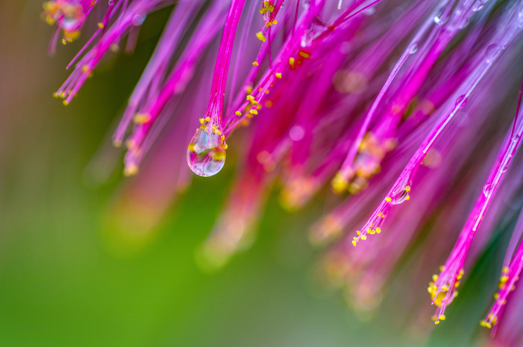 Mimosa Droplet by kvphoto