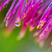 Mimosa Droplet by kvphoto