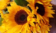 1st Jul 2020 - Sunflowers