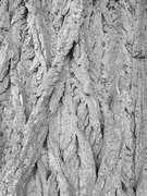 1st Jul 2020 - Tree textures