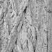 Tree textures by isaacsnek
