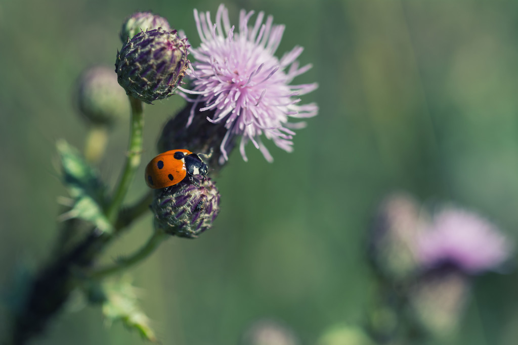 Seven-spot ladybird by rumpelstiltskin
