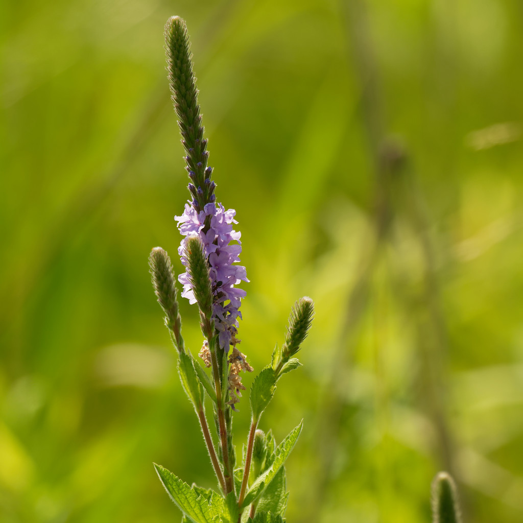 hoary vervain by rminer