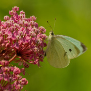 1st Jul 2020 - cabbage white butterfly on swamp milkweed