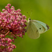 cabbage white butterfly on swamp milkweed by rminer