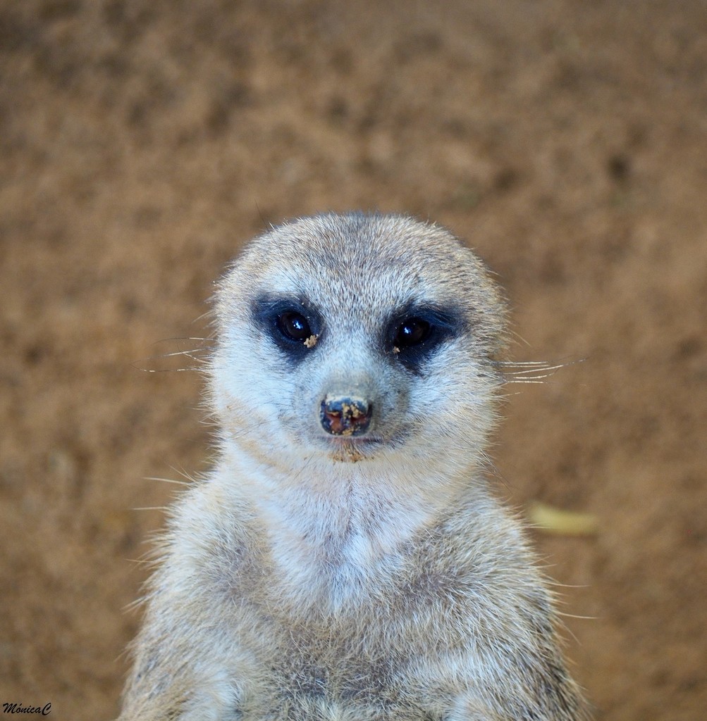 Young meerkat by monicac