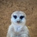 Young meerkat by monicac