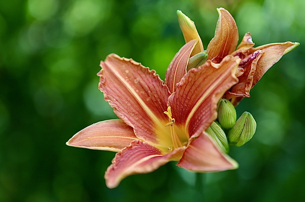 Lily  by carole_sandford